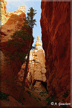 Schlucht auf dem Navajo Loop Trail